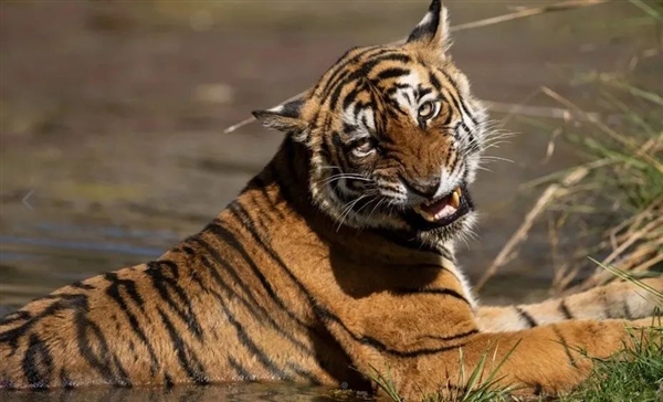 瘦成皮包骨头 死前5天还能猎杀鳄鱼！传奇虎王“箭头”去世