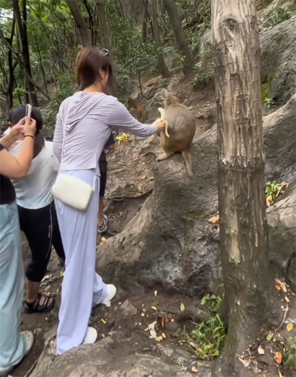 女子景区剥好香蕉喂野猴子：被直接蹬摔倒致骨折