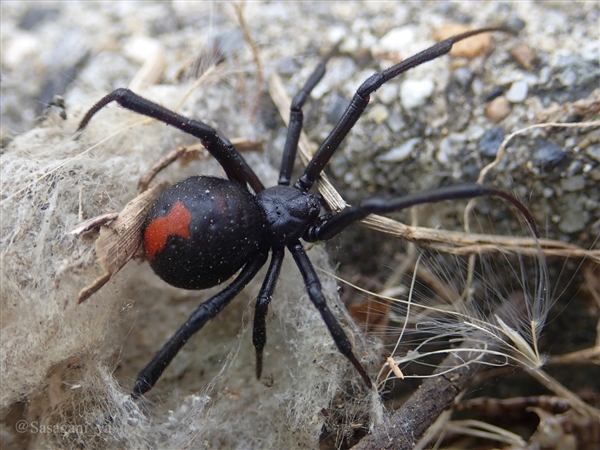攻击性极强 日本多地出现毒蜘蛛：澳大利亚外来入侵物种