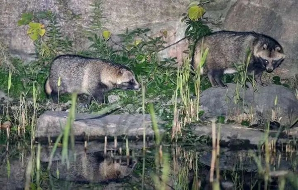 和狗打架、和猫抢粮、还翻垃圾！国家二级保护动物上海“落户”