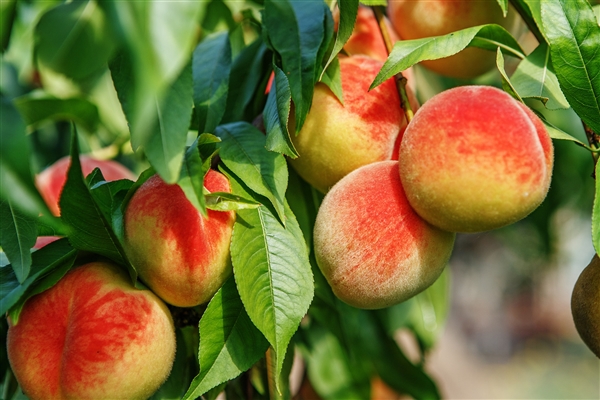 柠檬泡水真能补维C吗 专家回应：没啥用