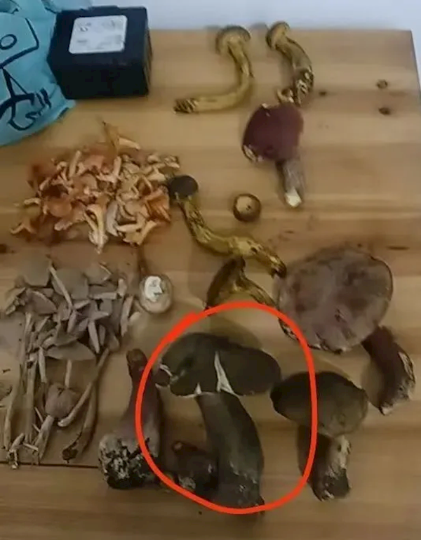 云南人自认可辨别野生菌 错把见手青认成牛肝菌 4人中毒