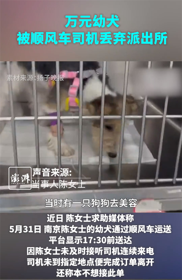 女子用顺风车托运万元幼犬 被司机丢弃未送达 平台客服被指不作为