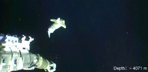 无惧高压极端环境！我国软体机器人挺进4070米深海