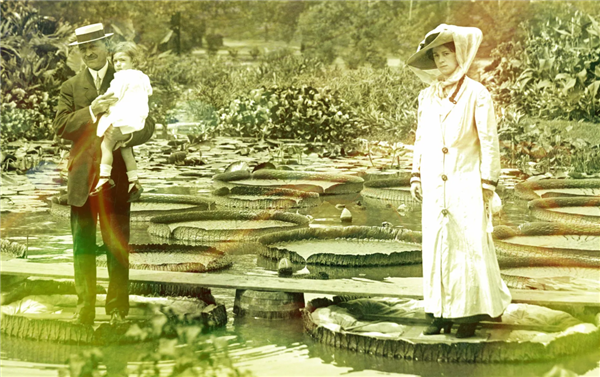 荷叶上也能站人：美国王莲称重大赛 最高负重83公斤夺冠